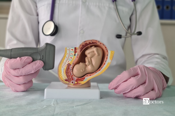 Dottoressa con in mano una sonda per ecografia di fronte a un modellino di un utero con all'interno un bambino.