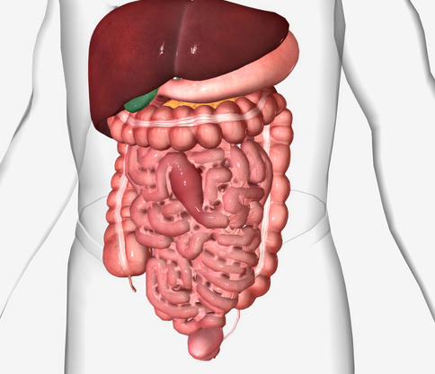 Illustrazione 1 - Chirurgia Generale