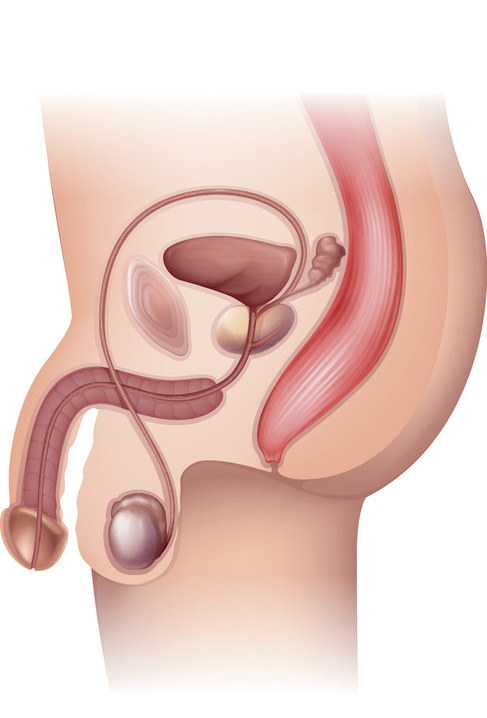Illustrazione 1 - Urologia