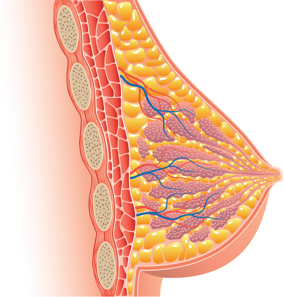 Illustrazione 1 - Senologia