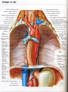 Illustrazione 1 - Chirurgia Generale