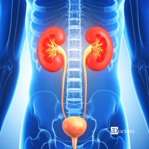 Illustrazione anatomica dell’apparato urinario umano