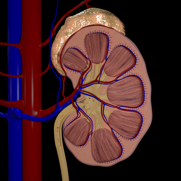 Illustrazione 1 - Chirurgia Generale