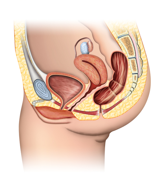 Illustrazione 1 - Chirurgia Proctologica e Proctologia