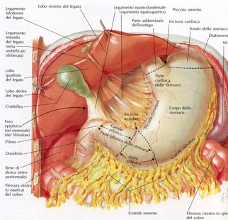 Illustrazione 2 - Chirurgia Generale