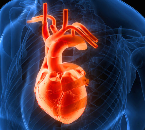 Illustrazione 1 - Cardiologia