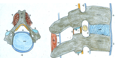 Illustrazione 3 - Ortopedia e Traumatologia