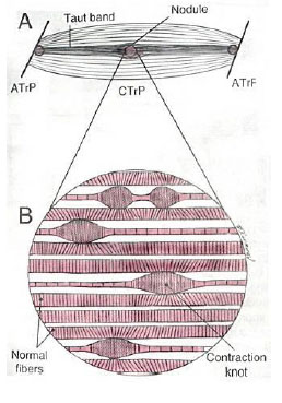 Illustrazione 2 - Odontoiatria