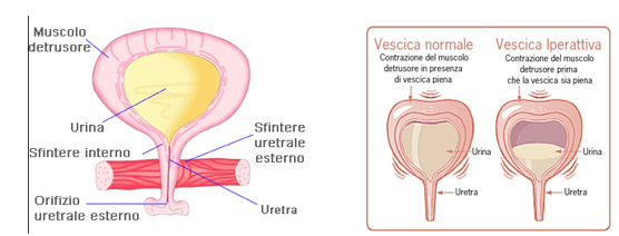 Illustrazione 3 - Urologia