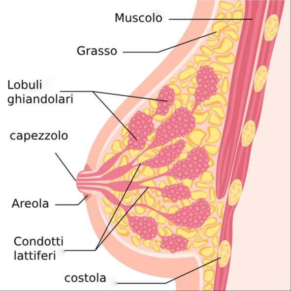 Seno tuberoso