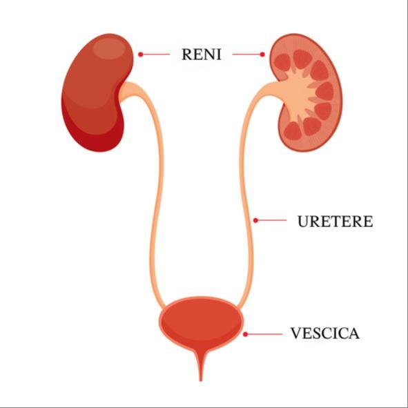 Vescica neurologica